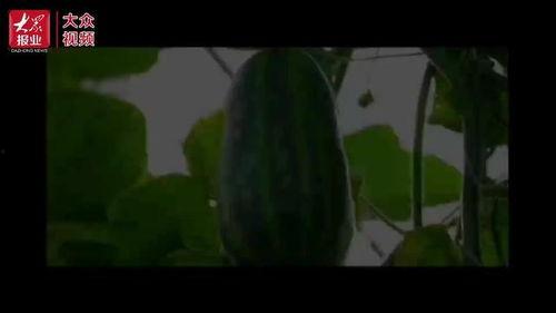 神秘吃瓜视频,娱乐圈背后的惊人真相