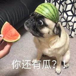 队友都吃瓜,一场关于瓜田的欢乐盛宴