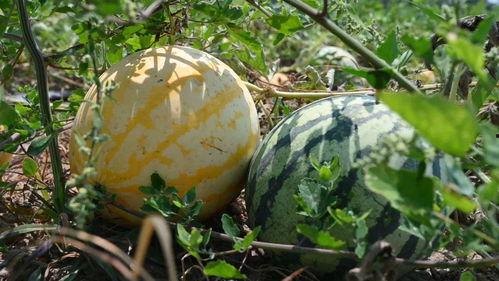 星诺吃瓜,揭秘娱乐圈背后的那些事儿