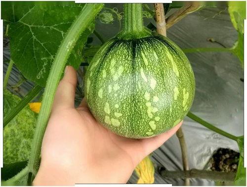 小郑和吃瓜,一场趣味横生的夏日邂逅