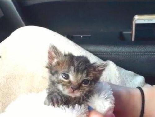 幼猫吃贝贝瓜,贝贝瓜的独特魅力