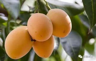 罗马吃瓜,揭秘古罗马的“吃瓜群众”生活