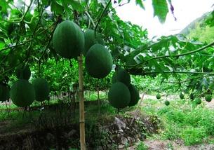 吊瓜什么月份吃,吊瓜的黄金食用季