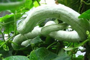 蛇瓜怎么吃的,探索美味与营养的完美结合