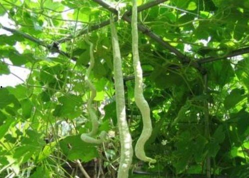 蛇瓜怎么吃的,探索美味与营养的完美结合