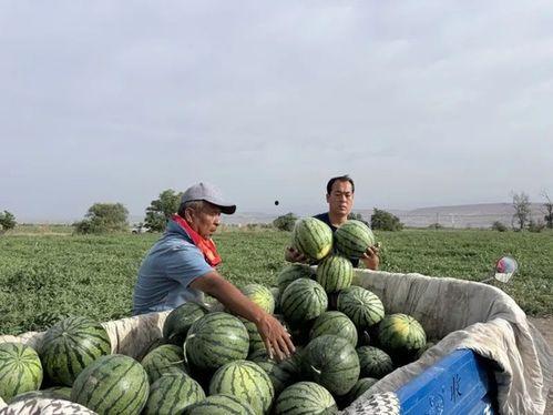 晋江一中吃瓜,吃瓜群众揭秘校园美食传奇