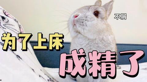 吃瓜小兔的视频,吃瓜小兔带你揭秘热门视频背后的故事