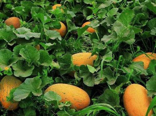 哈密瓜吃那里,探寻最佳食用部位