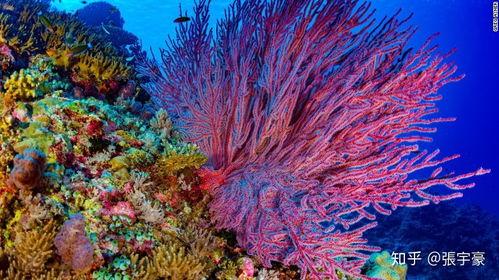 潜水和吃瓜,揭秘潜水与吃瓜的奇妙之旅