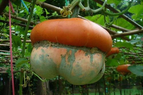 看瓜吃哪部分,揭秘看瓜吃哪的智慧与技巧