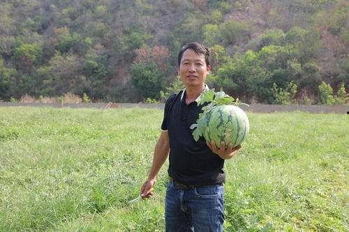 吃瓜群众4598,一场全民参与的舆论风暴