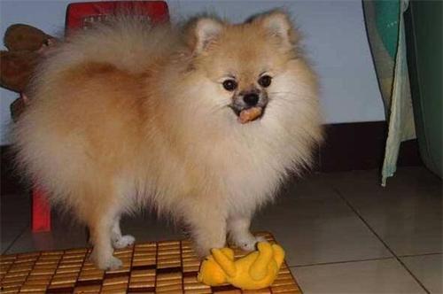 博美吃瓜呕吐,宠物饮食安全警示