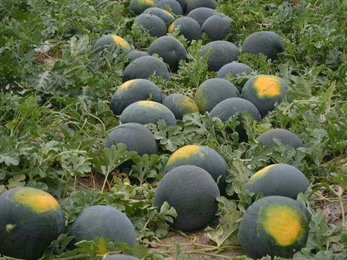 皮瓜吃瓜皮,一场奇妙的生态循环之旅