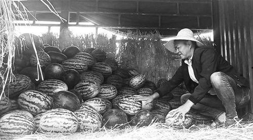 泊头吃瓜群众事件,网络舆论下的社会现象解析