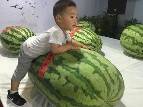 泊头吃瓜群众事件,网络舆论下的社会现象解析