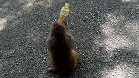 王者演戏吃瓜,戏里戏外，吃瓜不停