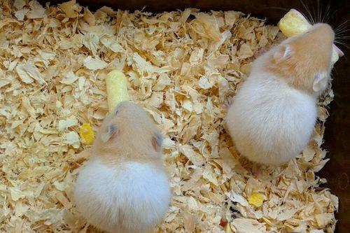 仓鼠吃茄瓜,揭秘仓鼠美食新选择